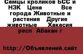 Самцы кроликов БСС и НЗК › Цена ­ 400 - Все города Животные и растения » Другие животные   . Хакасия респ.,Абакан г.